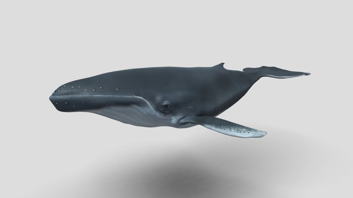 Sculpted Whale 3D Model