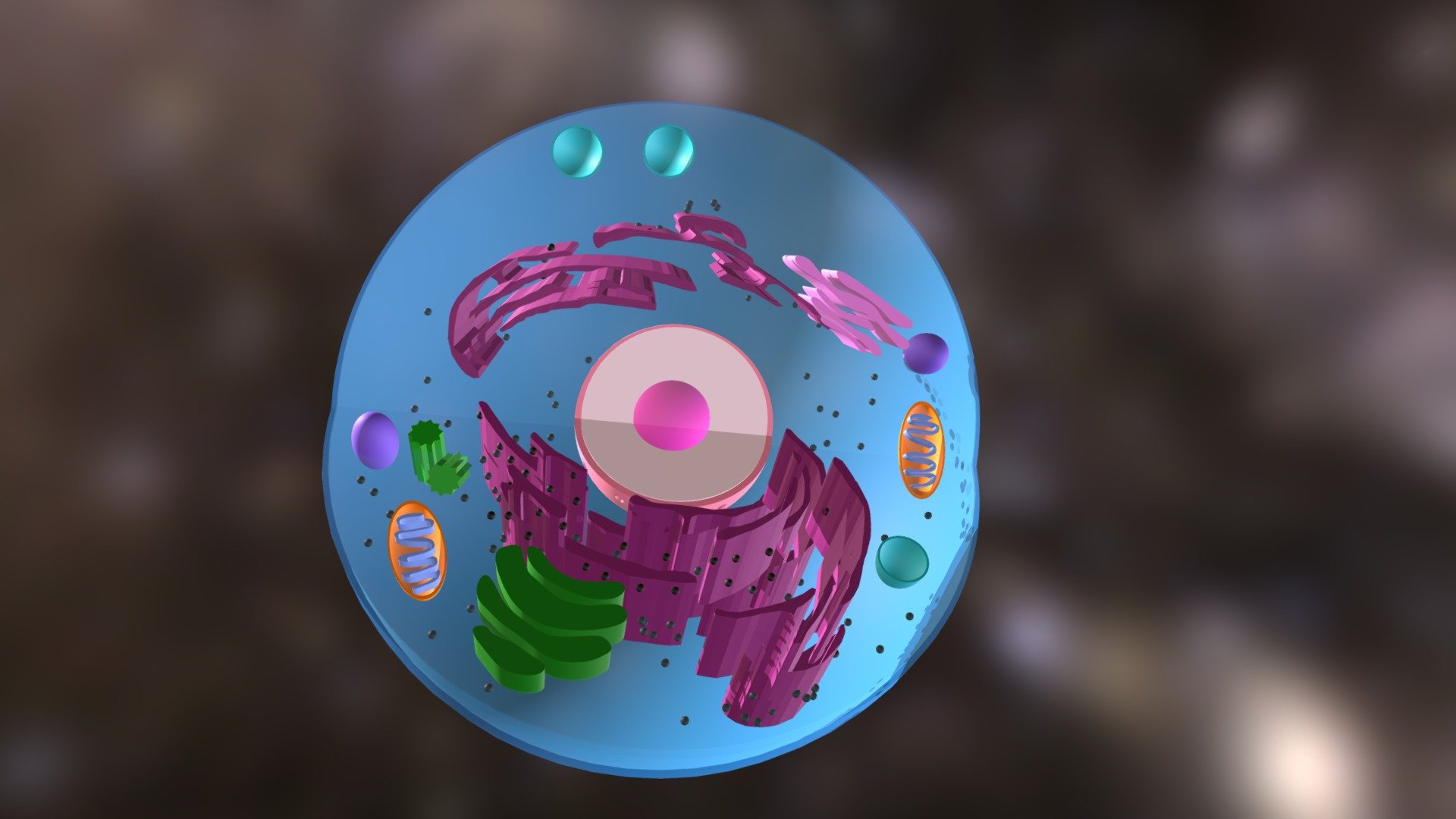 Portfolio Project: Parts of an Animal Cell