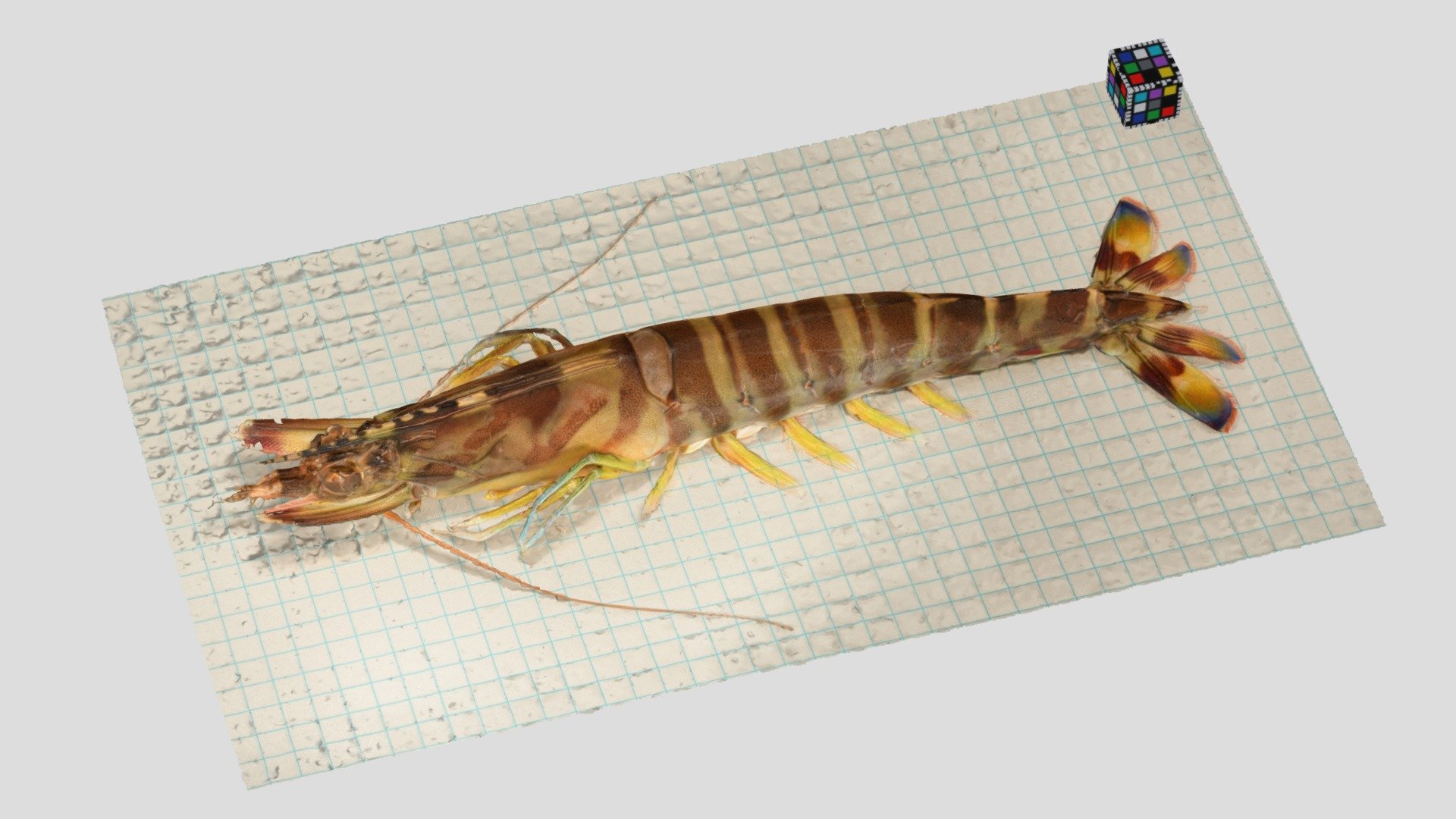 クルマエビ Tiger Prawn, Marsupenaeus japonicus