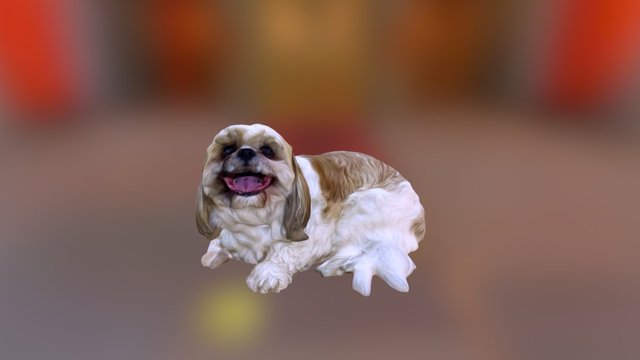 Shih Tzu 001 3D Model