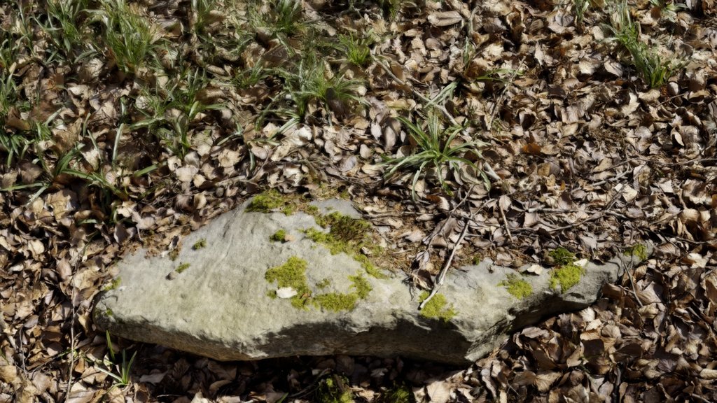 West Woods 14