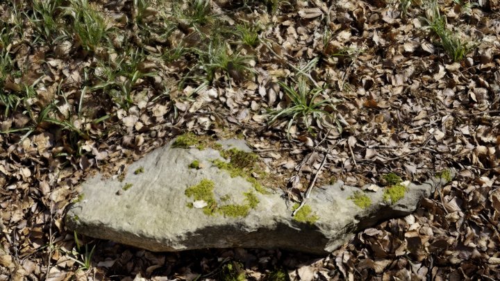 West Woods 14 – Free 3D Model STL