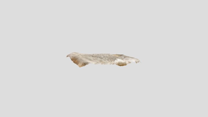 Mink fur 3D Model
