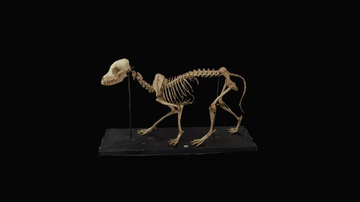 Dog Skeleton 3D Model