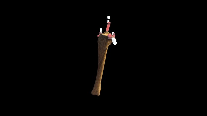 Tibia Y Fibula del equino 3D Model