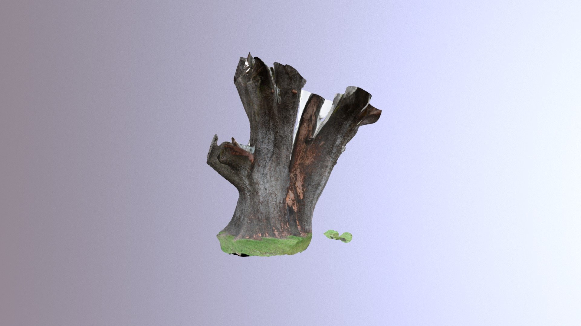 1st Attempt - Washington's Champion Madrone