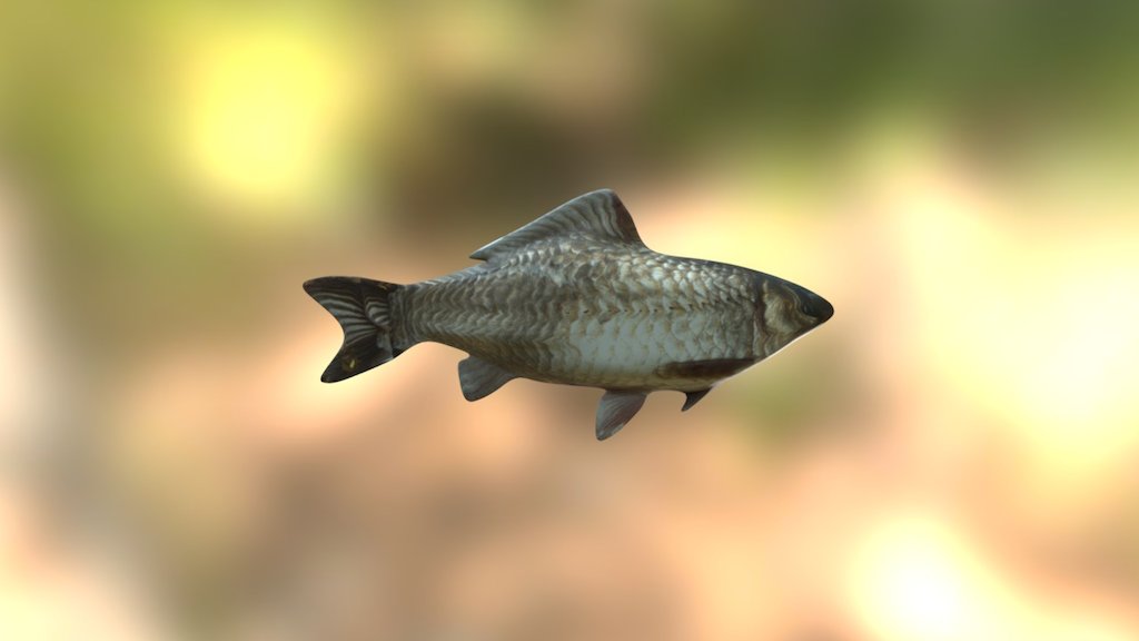 fish model - 3D model by Rossco09 [5116d76] - Sketchfab