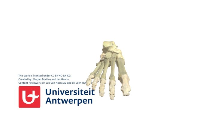 Rechter Voet zonder annotaties 3D Model