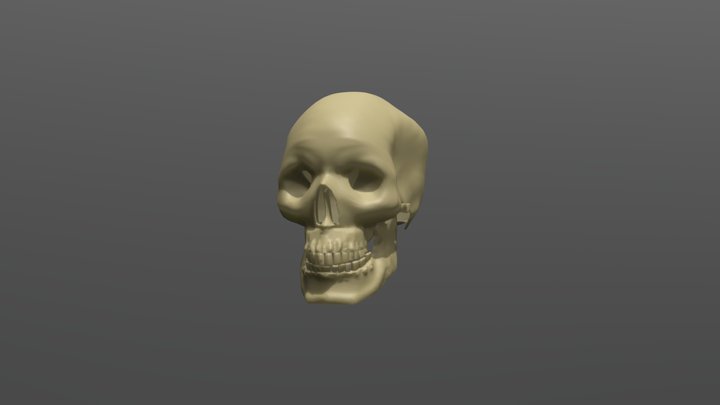 Human Skull 3D Model