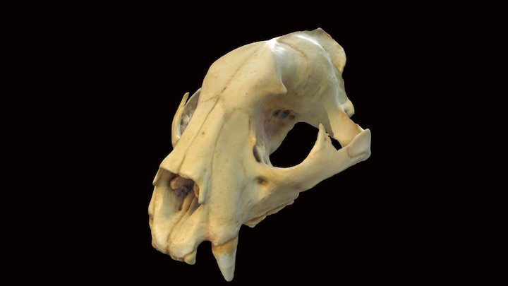 Modelo 3D cráneo de Jaguar 3D Model
