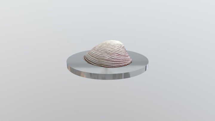 2K Shell (Top Scan) 3D Model