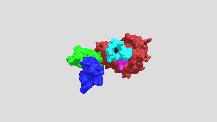 Pancreatic Lipase Complex With Colipase (F) 3D Model