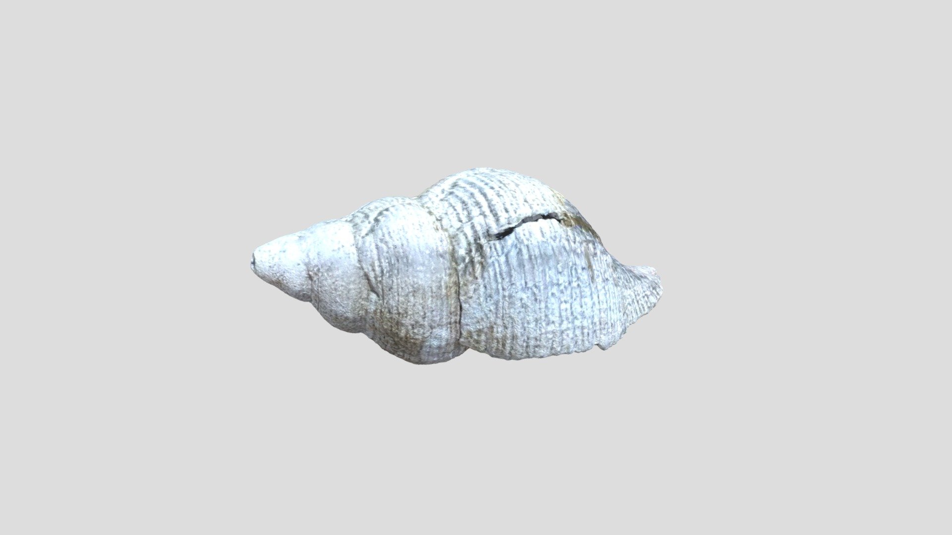 Unknown species of fossil shell from New Zealand