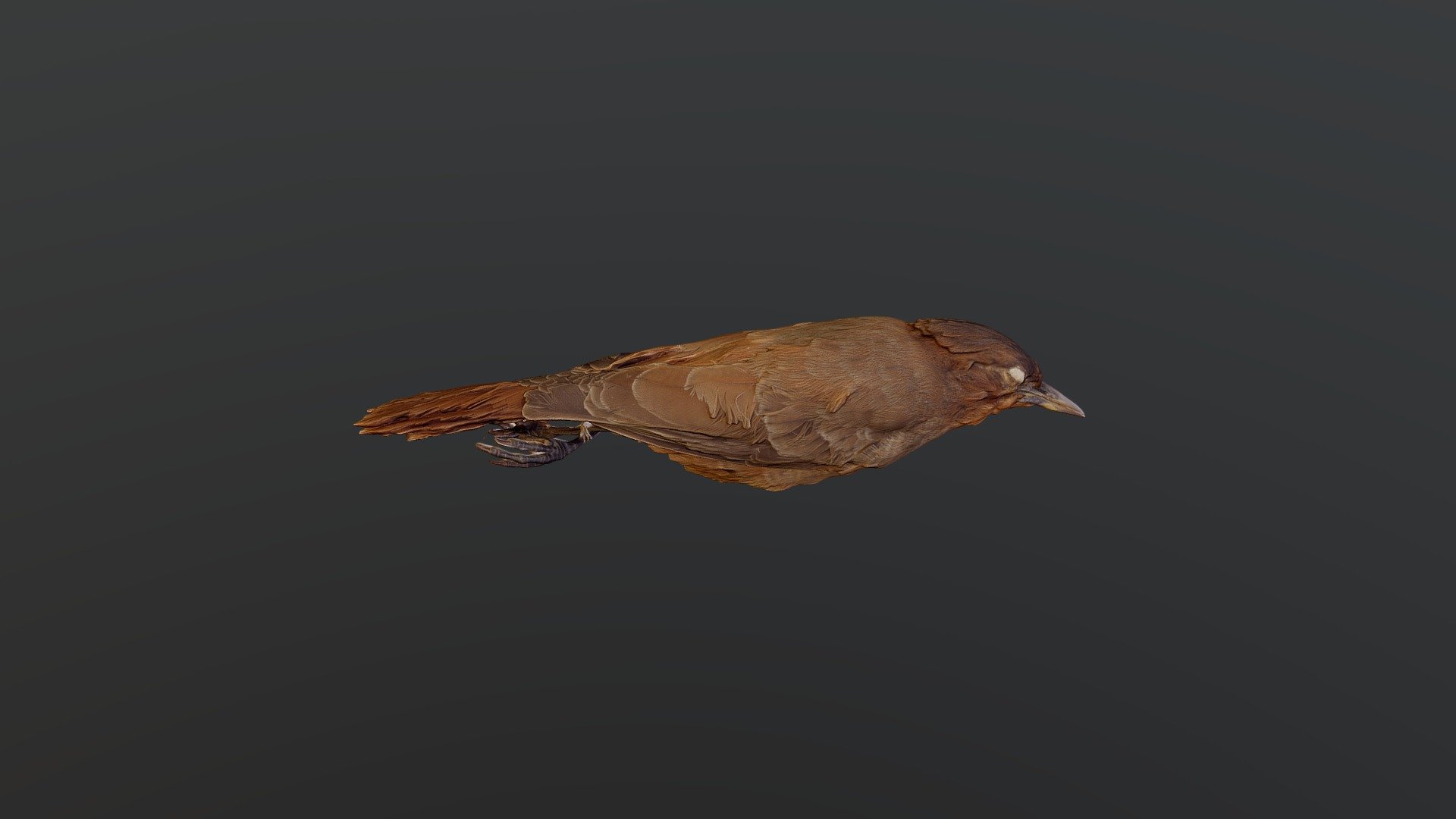 Brown Cacholote - Pseudoseisura lophotes