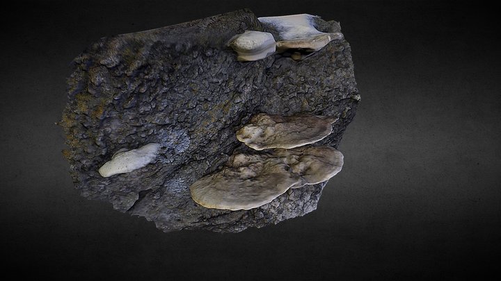 Shroomcakes 3D Model
