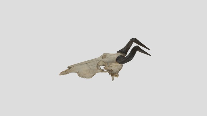 Alcelaphus_buselaphus(licht)_U_AN_CO_ac0342_lase 3D Model