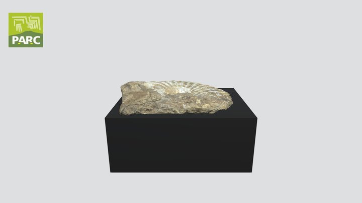 Bivalve fossilizzato 3D Model