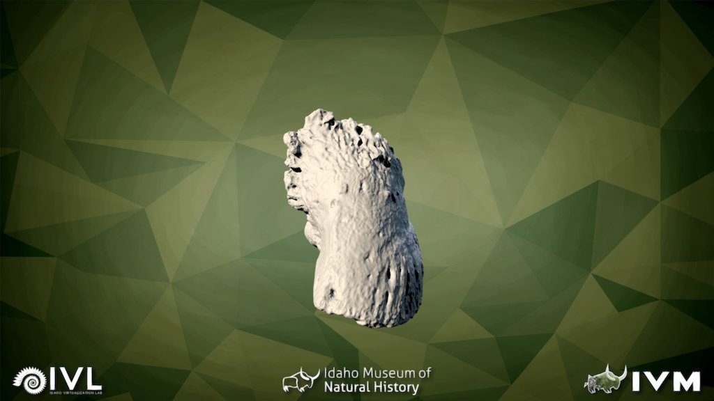 IMNH-75002-27- Left Front Lateral-Distal Ungual
