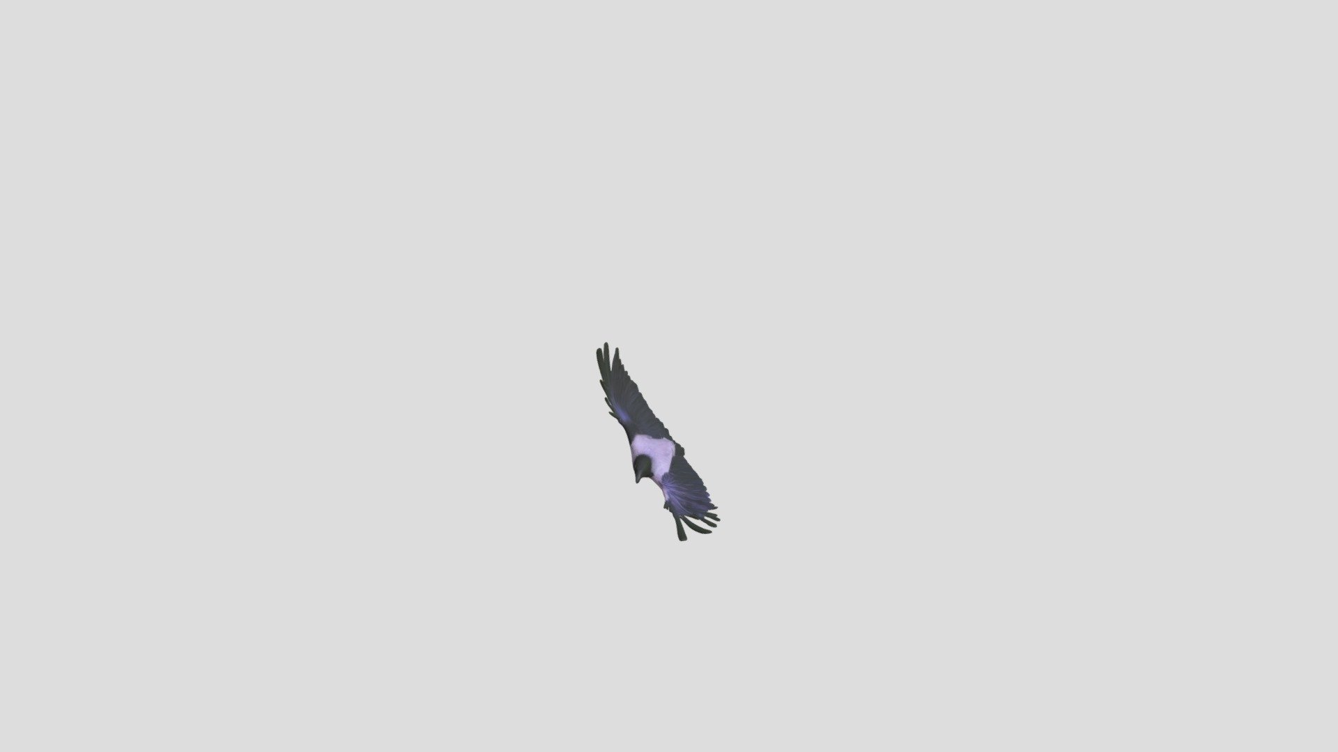 Flying fish crow - 3D model by SurjeetSingh800 (@Yougetbestmodles ...