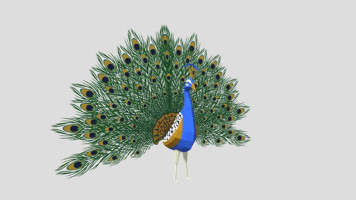 Merak Burung Poli Rendah 3D Model