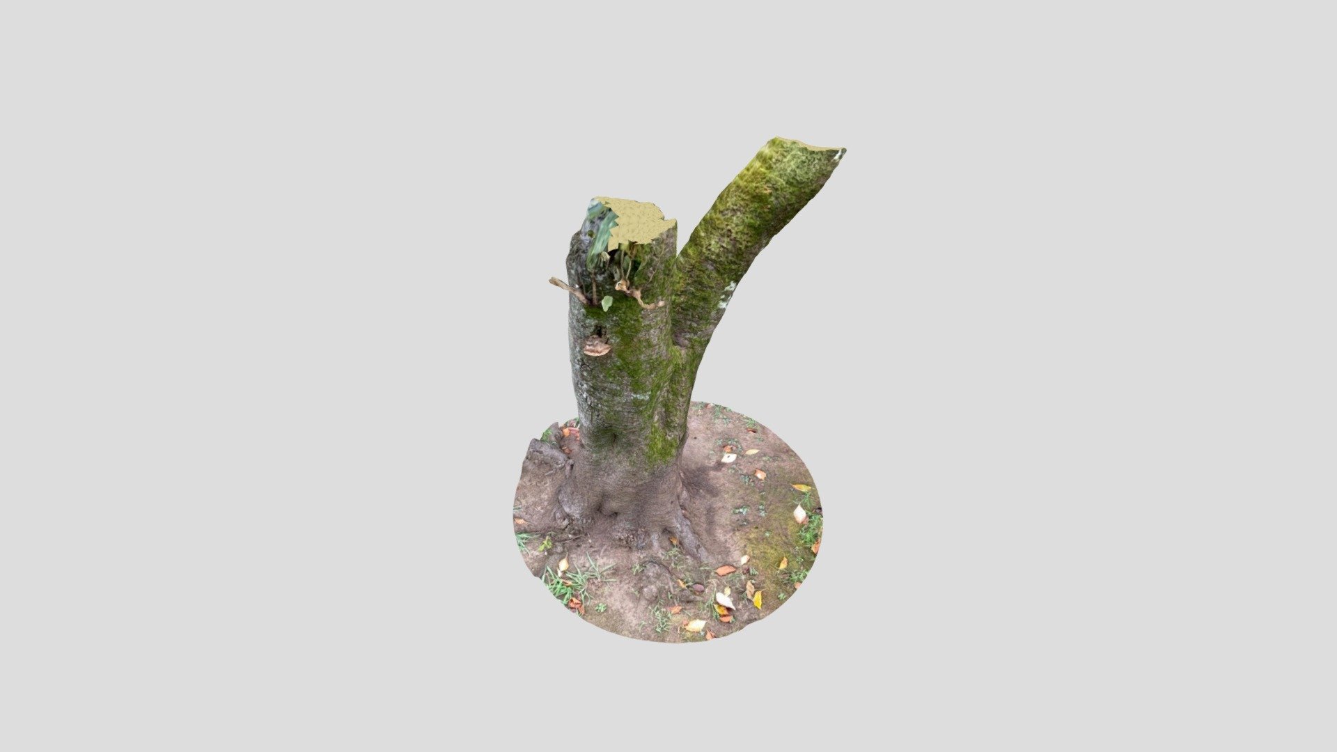 tree3
