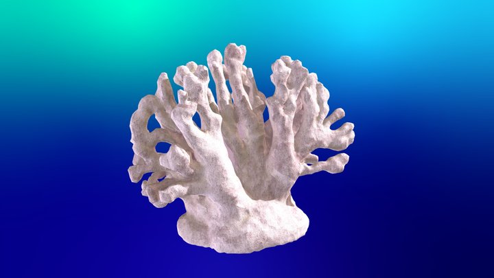 coral 3D Model