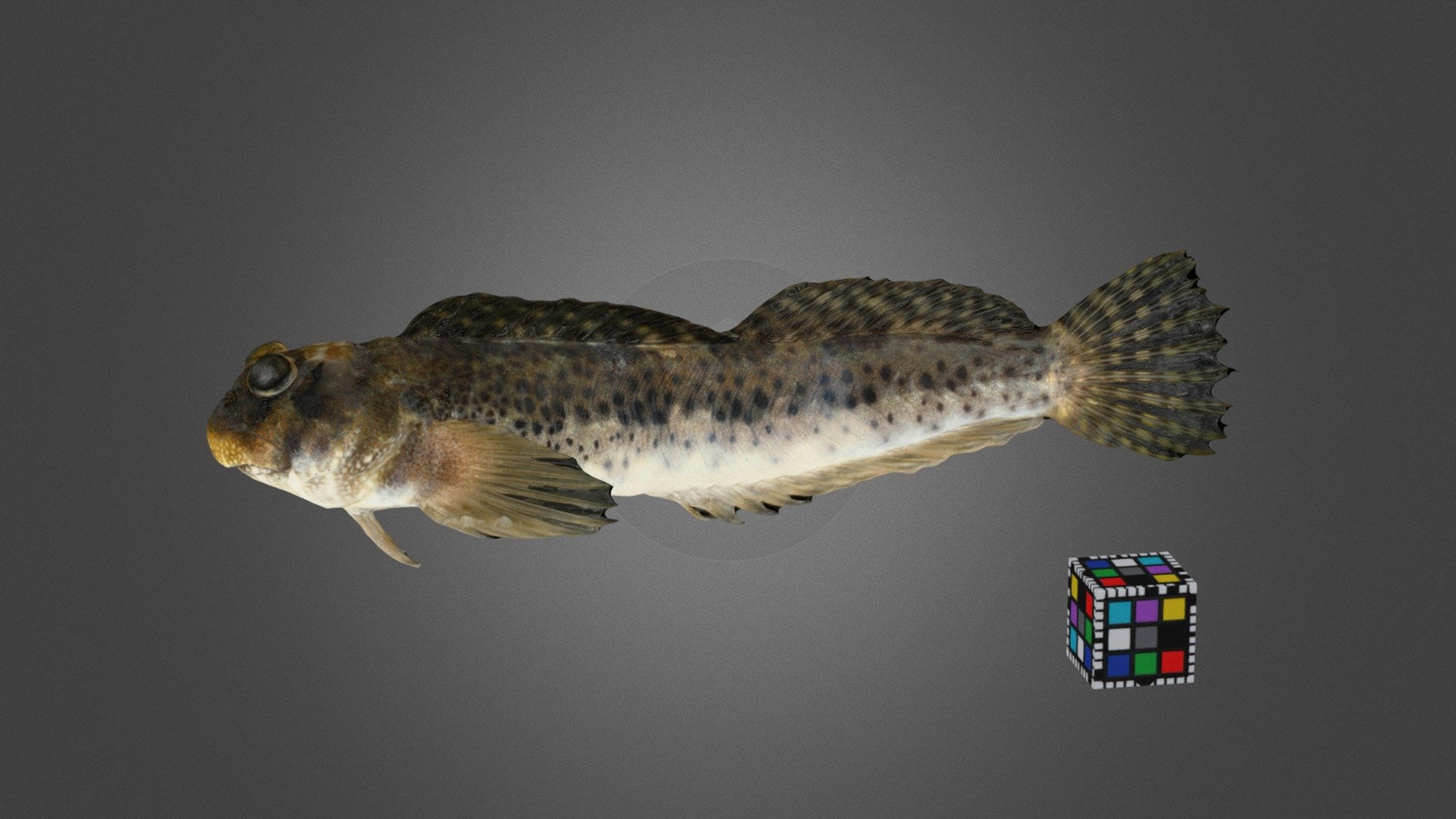 スジギンポ Reef Margin Blenny, Entomacrodus striatus
