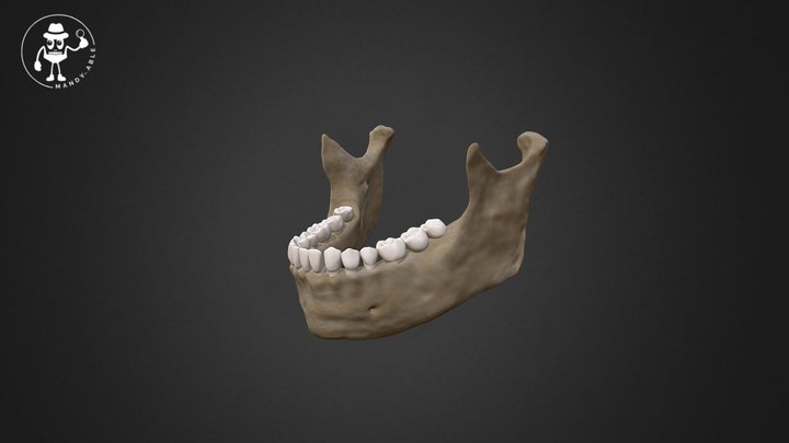 Female Mandible 3D Model