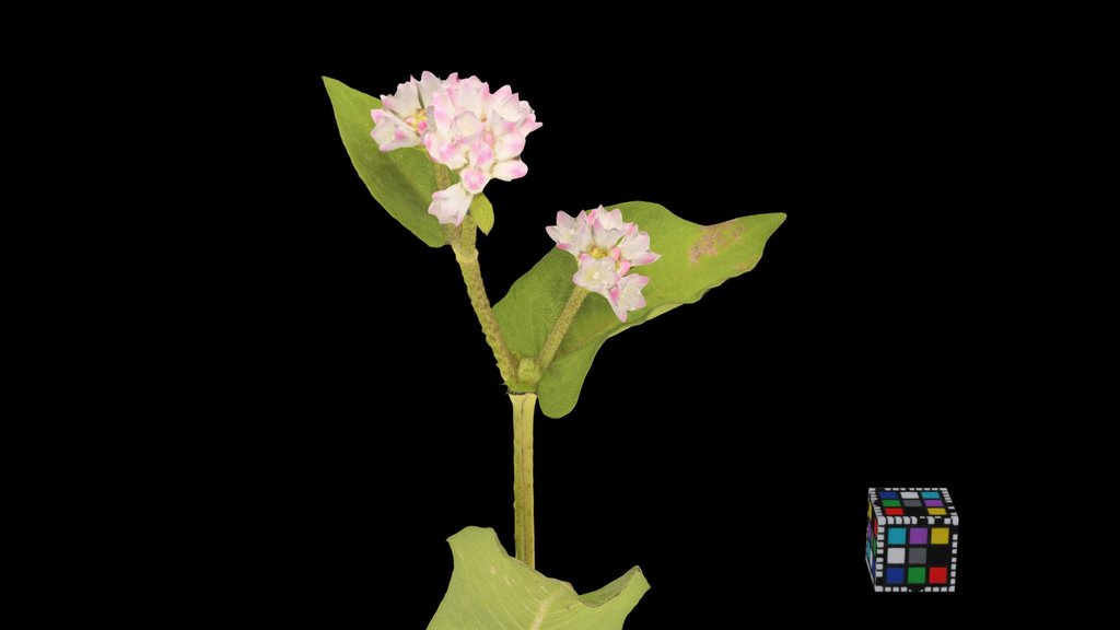 CC0 ミゾソバ Thunberg Knotweed, P. thunbergii