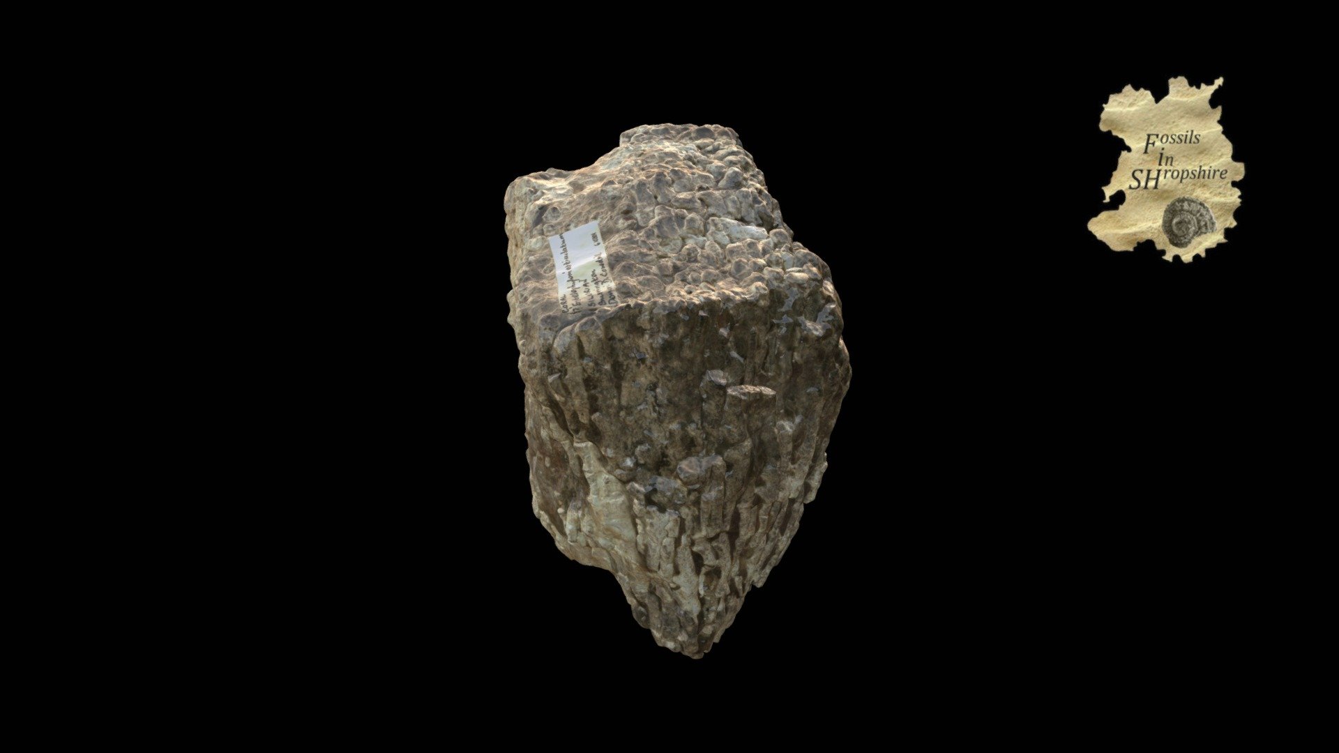 Coral - Entelophyllum