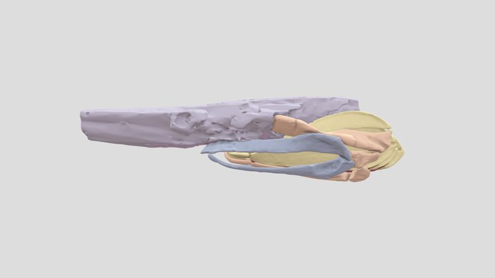 Polyodon_For_Dissertation 3D Model