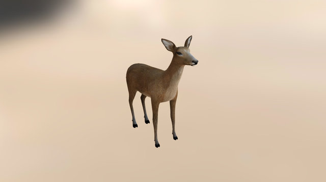 Deer Doe 3D Model