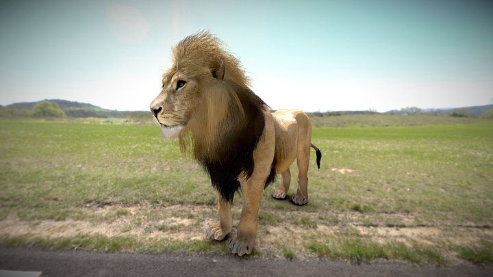 Lion male 3D Model