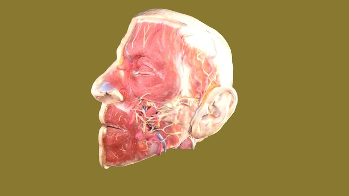 half of a head without skin 3D Model