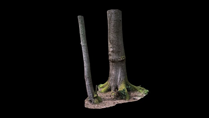 Medium And Large Tree Base  - Devon - UK 3D Model