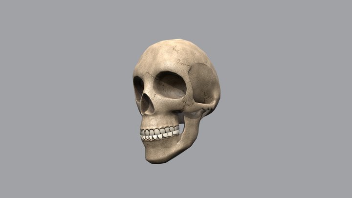 Low poly human skull
