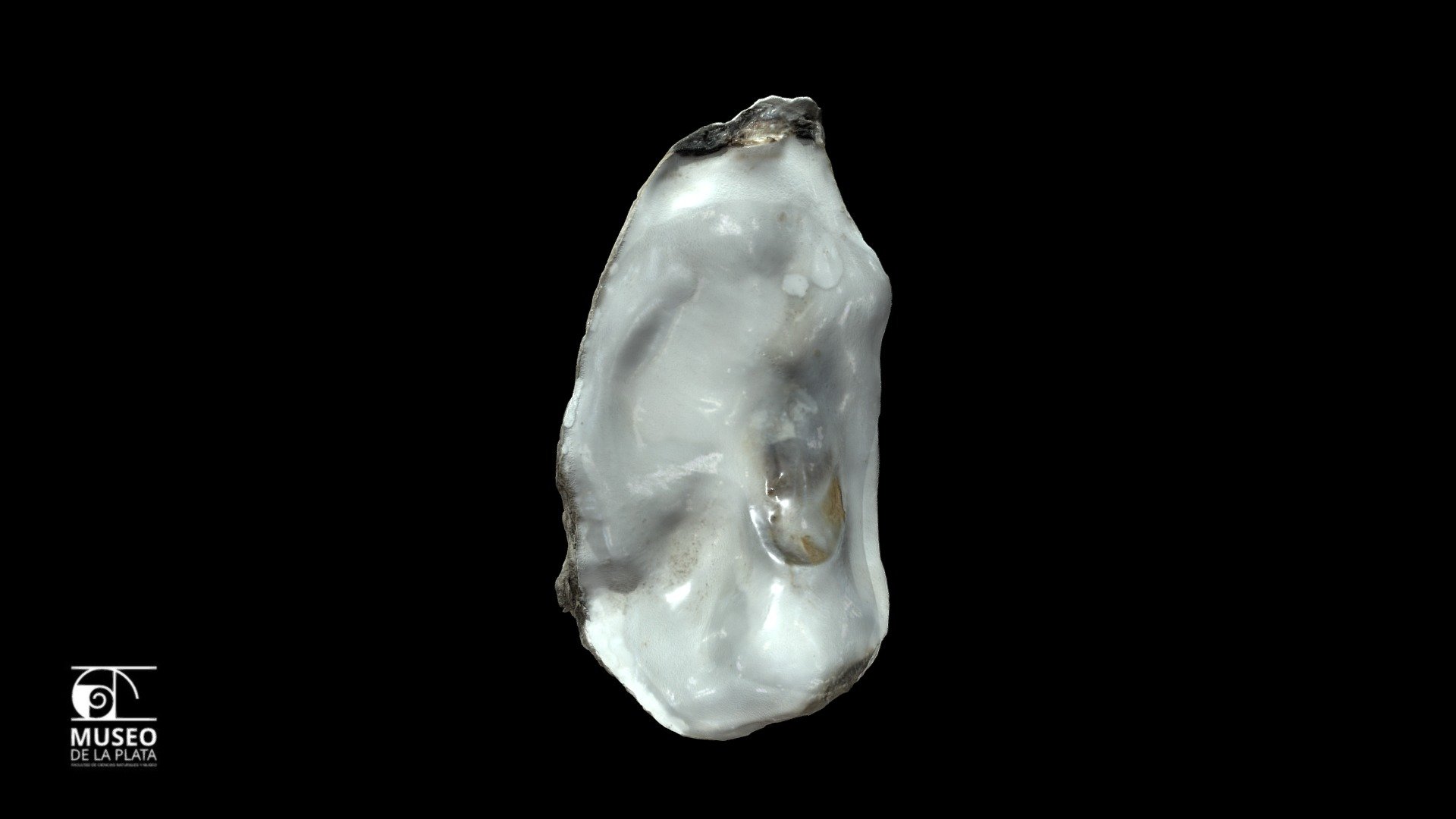 Magallana gigas (Thunberg, 1793) Derecha - 3D model by Museo de La ...