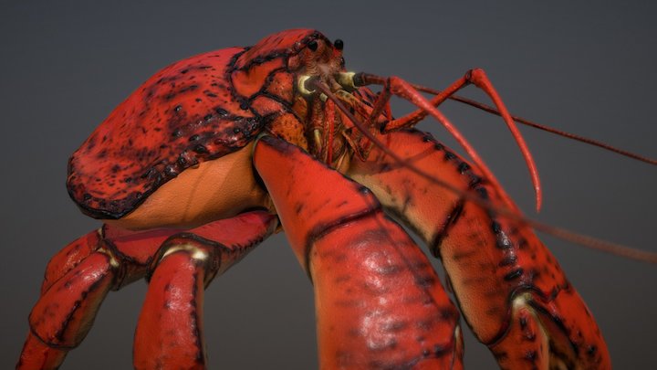 Crab V2 (Sound) 3D Model