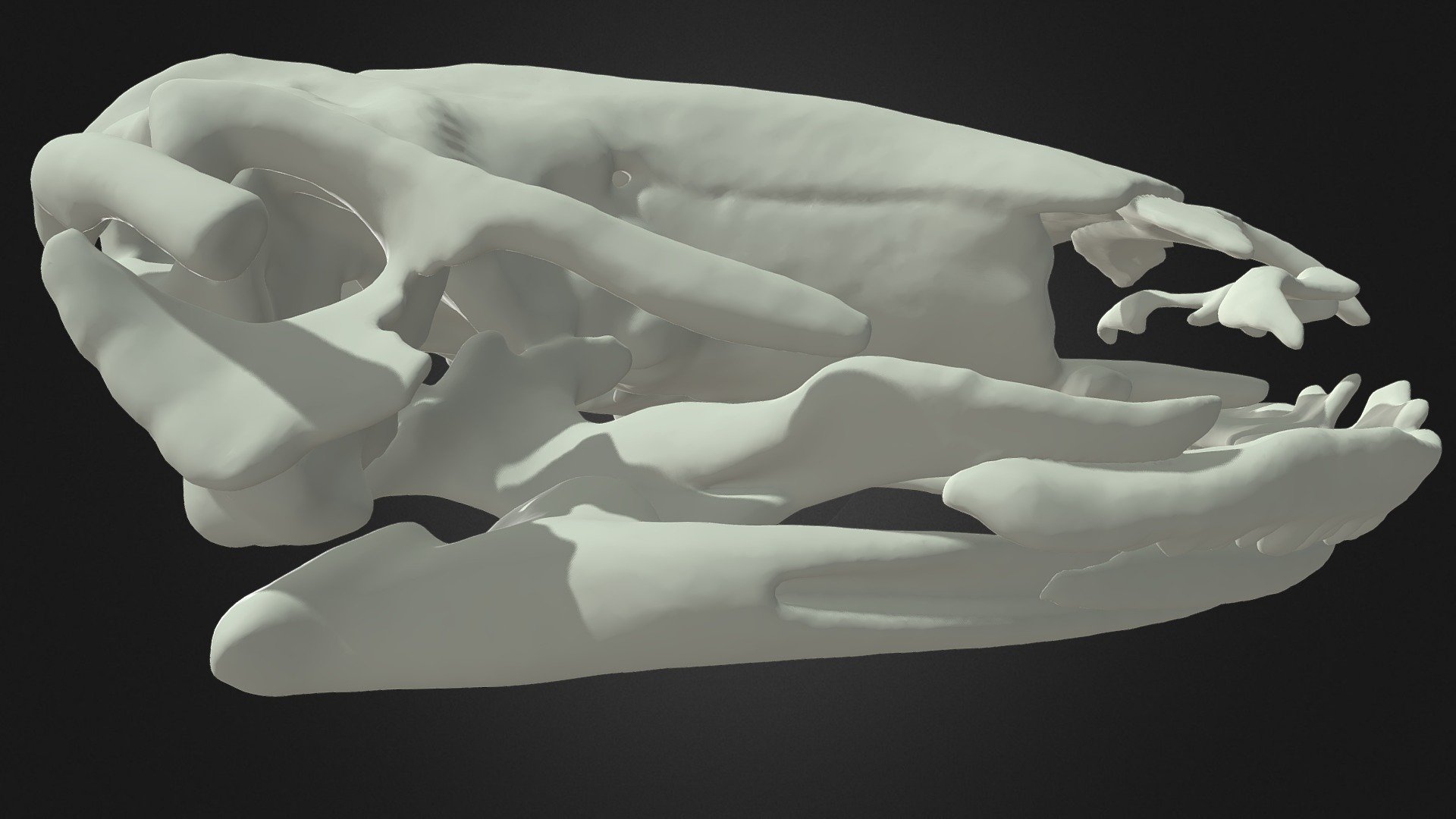 African clawed frog adult skull - 3D model by Paul Lukas (@xenopus ...