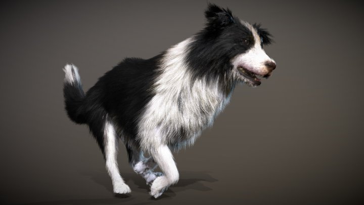border collie dog(mesh hair) 3D Model
