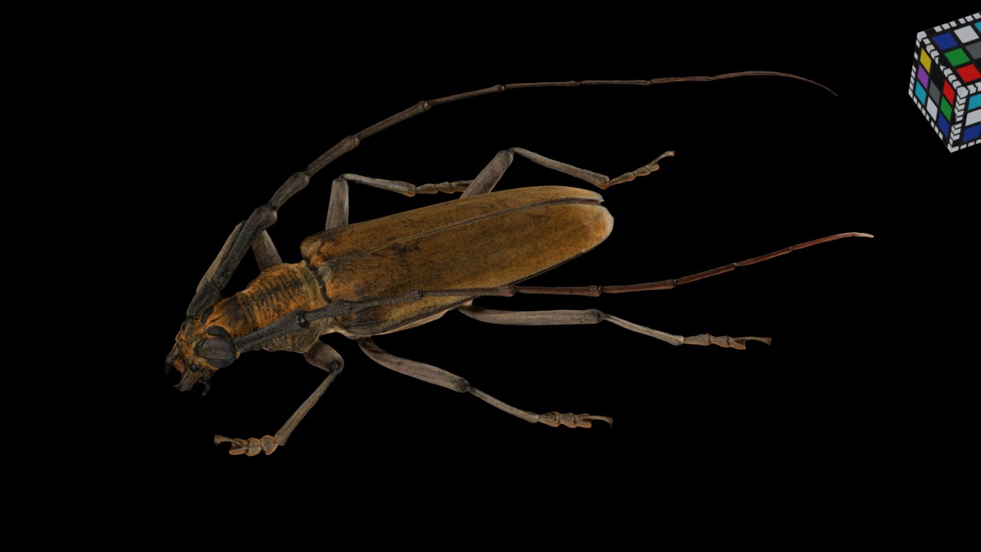 ミヤマカミキリ ♂M Mountain Oak Longhorned Beetle