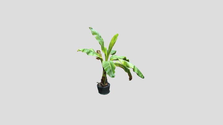 Banana plant Kiri – Modèle 3D gratuit STL