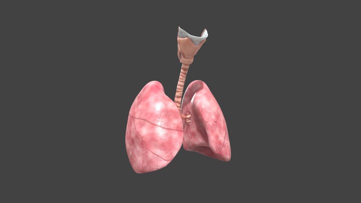 Lungs anatomy 3D Model