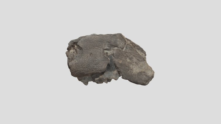 Cercopithecid mandible fragment THOR15#42 3D Model