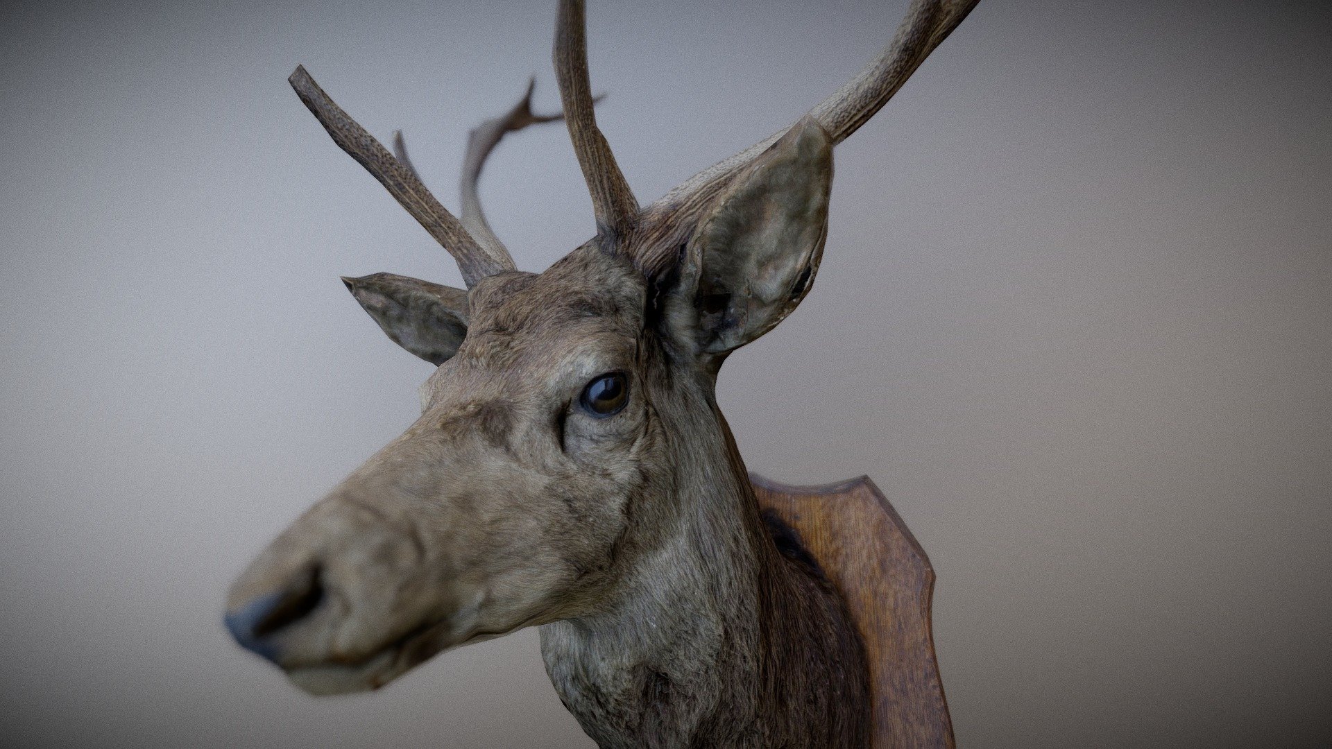 Deer