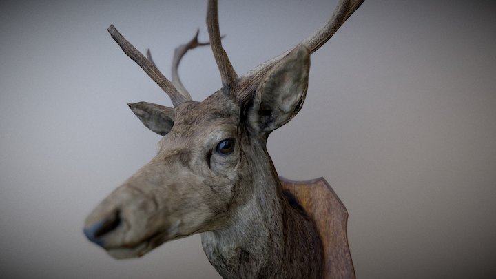 Deer 3D Model