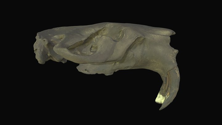 Giant Beaver (Castoroides) cranium. UWZP 20000. 3D Model