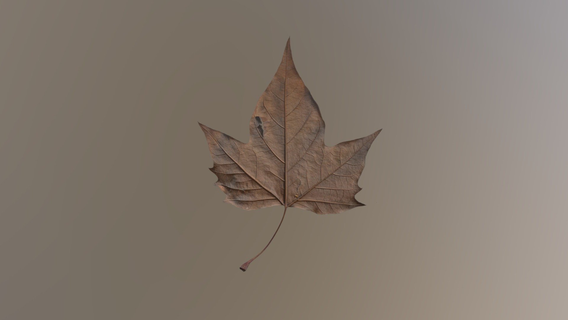 Scanned leaf PBR