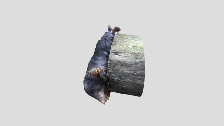 Mole Kiri masked – Modello 3D gratuito STL