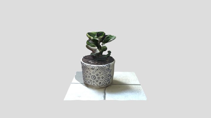 Peperomia 3D Model